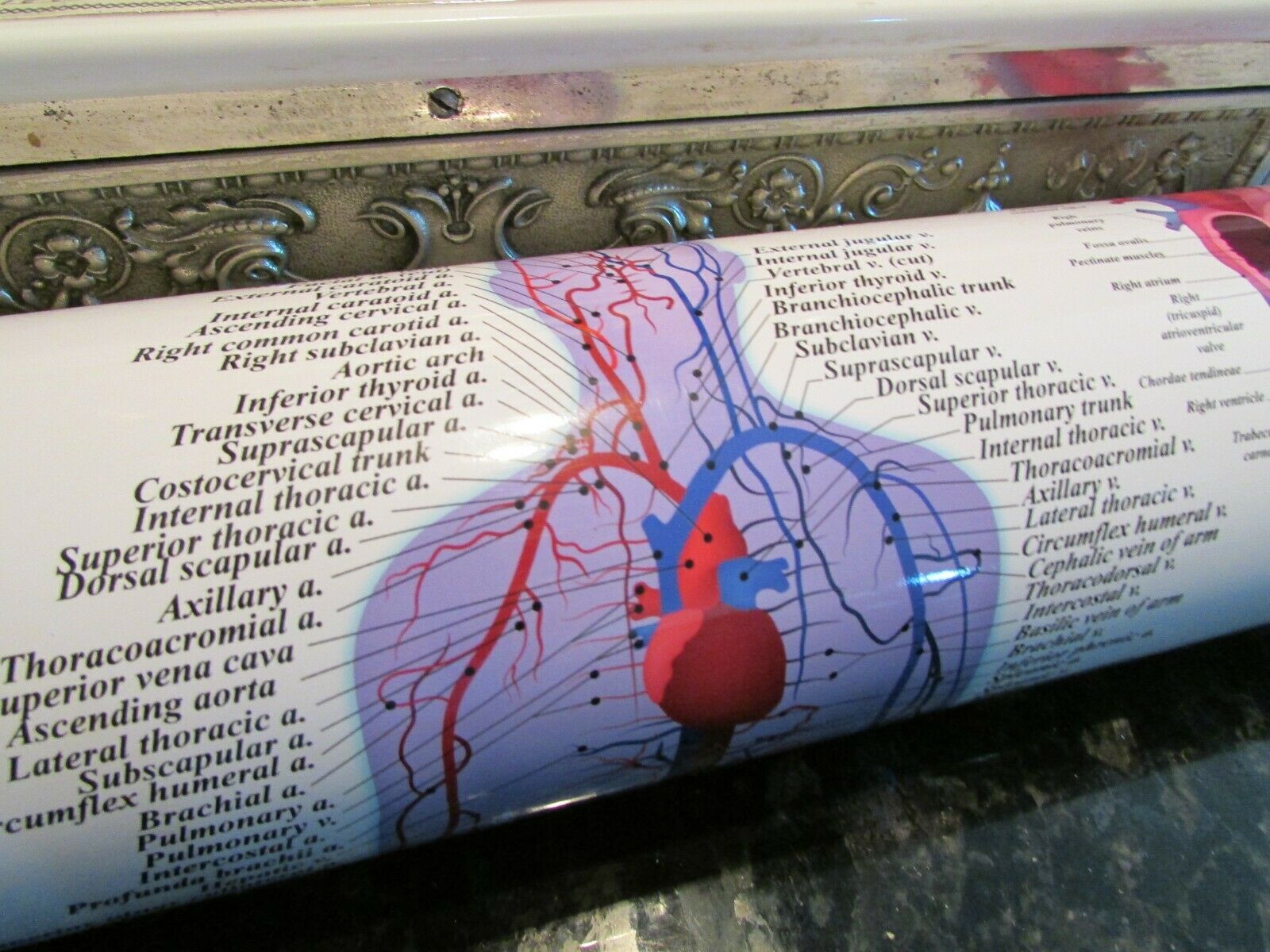 12 Pcs Scientify Human Anatomy Poster Set Laminated Two Sided Total: 24 Systems!
