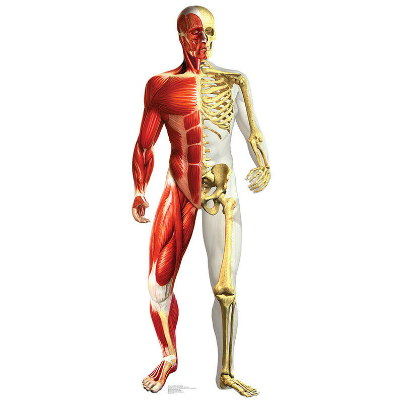 Anatomical Muscular & Skeletal Lifesize Cardboard Cutout Standup Standee Anatomy